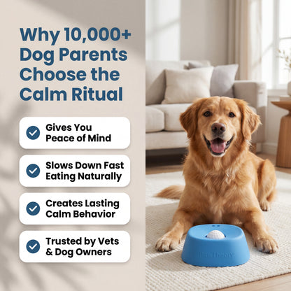 PawTheory Pup Bowl 2.0